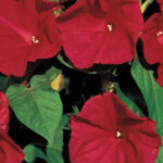 Morning Glory Scarlet O'Hara