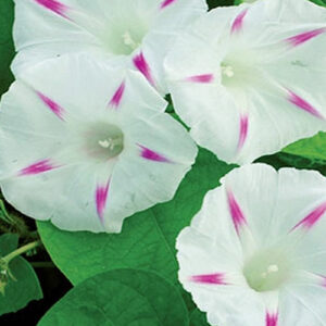 Morning Glory Tricolor Milky Way