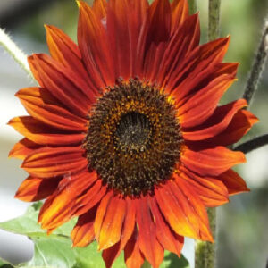Sunflower Red Sun