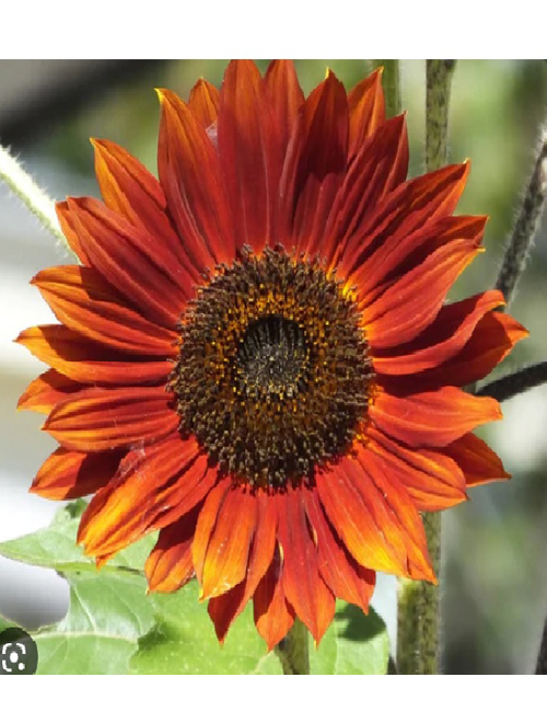 Sunflower Red Sun