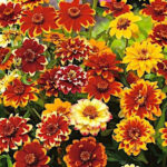 Zinnia Persian Carpet Mix