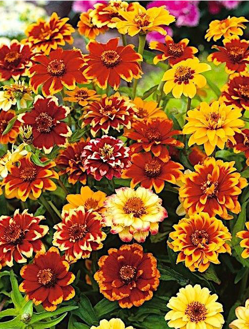 Zinnia Persian Carpet Mix