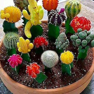 Cactus seeds