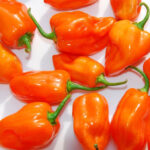 Habanero Hot Pepper