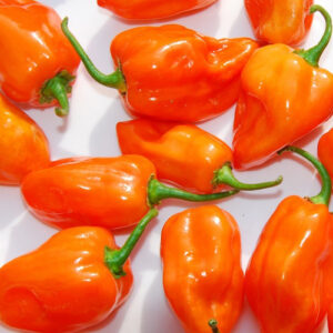 Habanero Hot Pepper