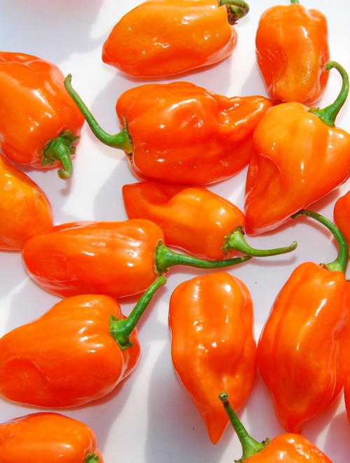 Habanero Hot Pepper