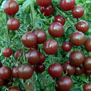 Tomato Black Cherry