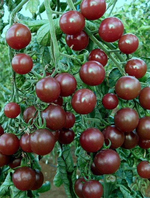 Tomato Black Cherry