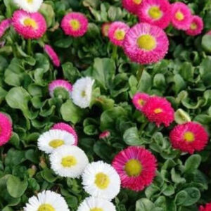 Bellis Perennis Monstrosa Mix