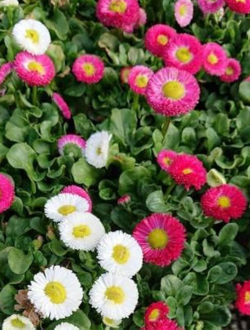 Bellis Perennis Monstrosa Mix