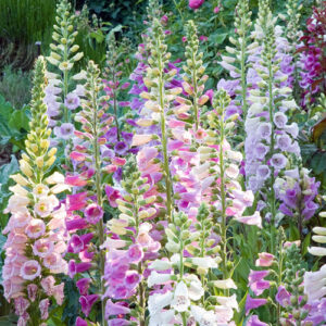 Digitalis Mix