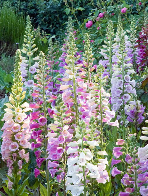 Digitalis Mix