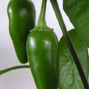 Jalapeno Pepper