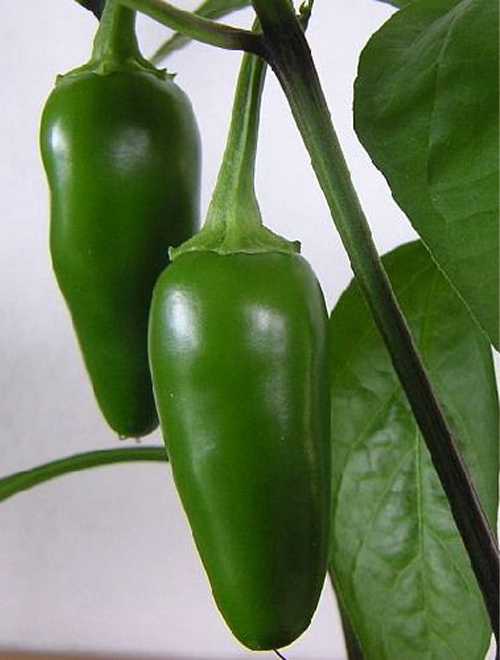 Jalapeno Pepper