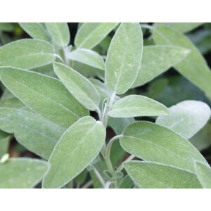 Sage