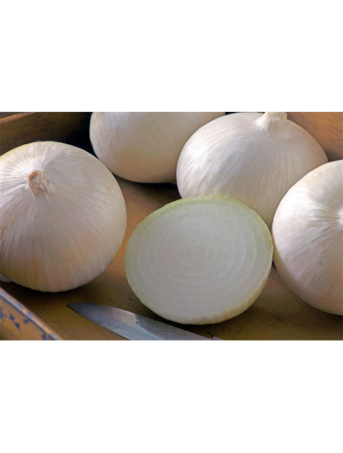 White Onion Blanca Grande