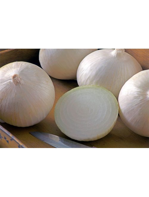 White Onion Blanca Grande
