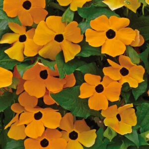 Thunbergia Black Eyed Susan