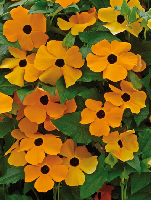 Thunbergia Black Eyed Susan