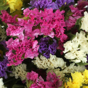 Statice pacific Mix