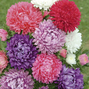 Aster dwarf Milady Mix