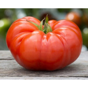 Beefsteak Tomato