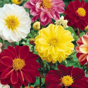 Dahlia Unwins Bedding Mix