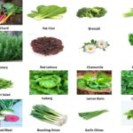 Winter Herbs Deal
