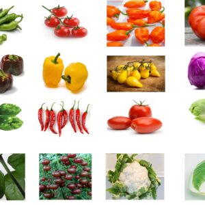 Winter Hybrid Vegetables Deal