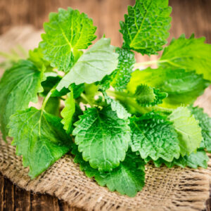 Lemon Balm