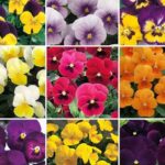 Pansy Viola Grandissimo