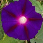 Morning Glory Knowlians Black