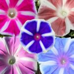 Morning Glory Mount Fuji Mix