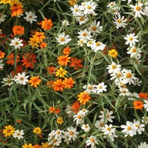 Zinnia Angustifolia Linearis Mix