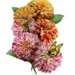 Zinnia Peppermint Stick