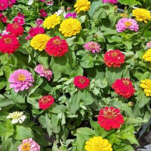 Zinnia Thumbelina Mix