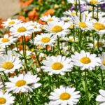 Annual Chrysanthemum