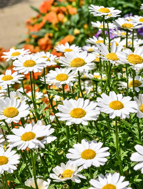 Annual Chrysanthemum
