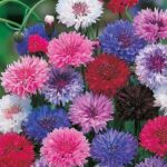 Cornflower Mix