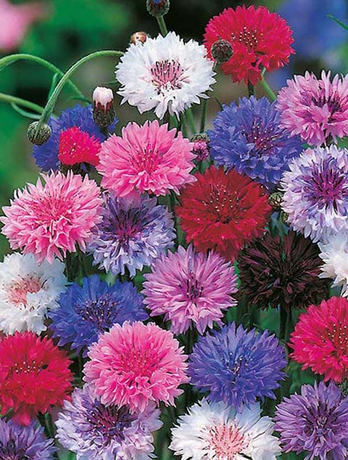 Cornflower Mix