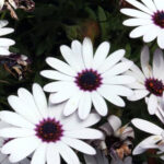 Dimporphotheca White
