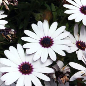 Dimporphotheca White