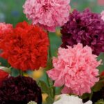 Poppy Peony Mix