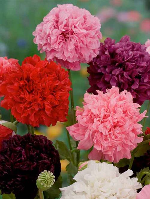 Poppy Peony Mix