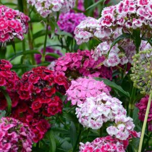 Sweet William Mix