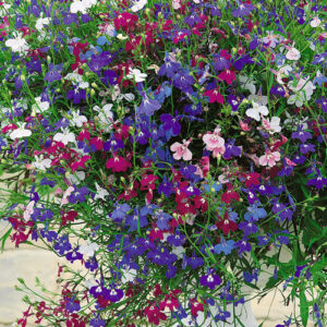 Lobelia Regatta Mix