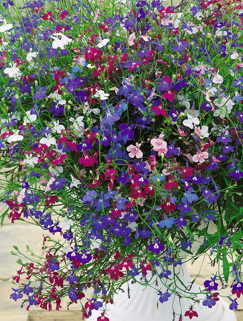Lobelia Regatta Mix