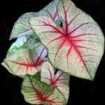 Caladium Arno Nehrling