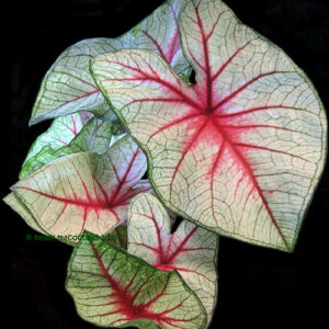 Caladium Arno Nehrling
