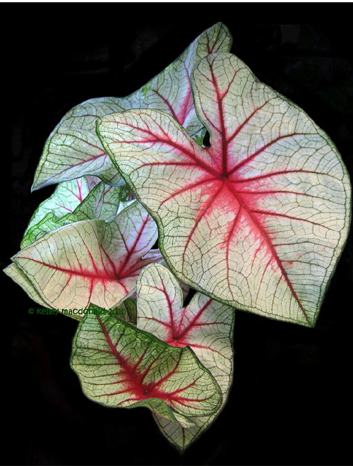 Caladium Arno Nehrling